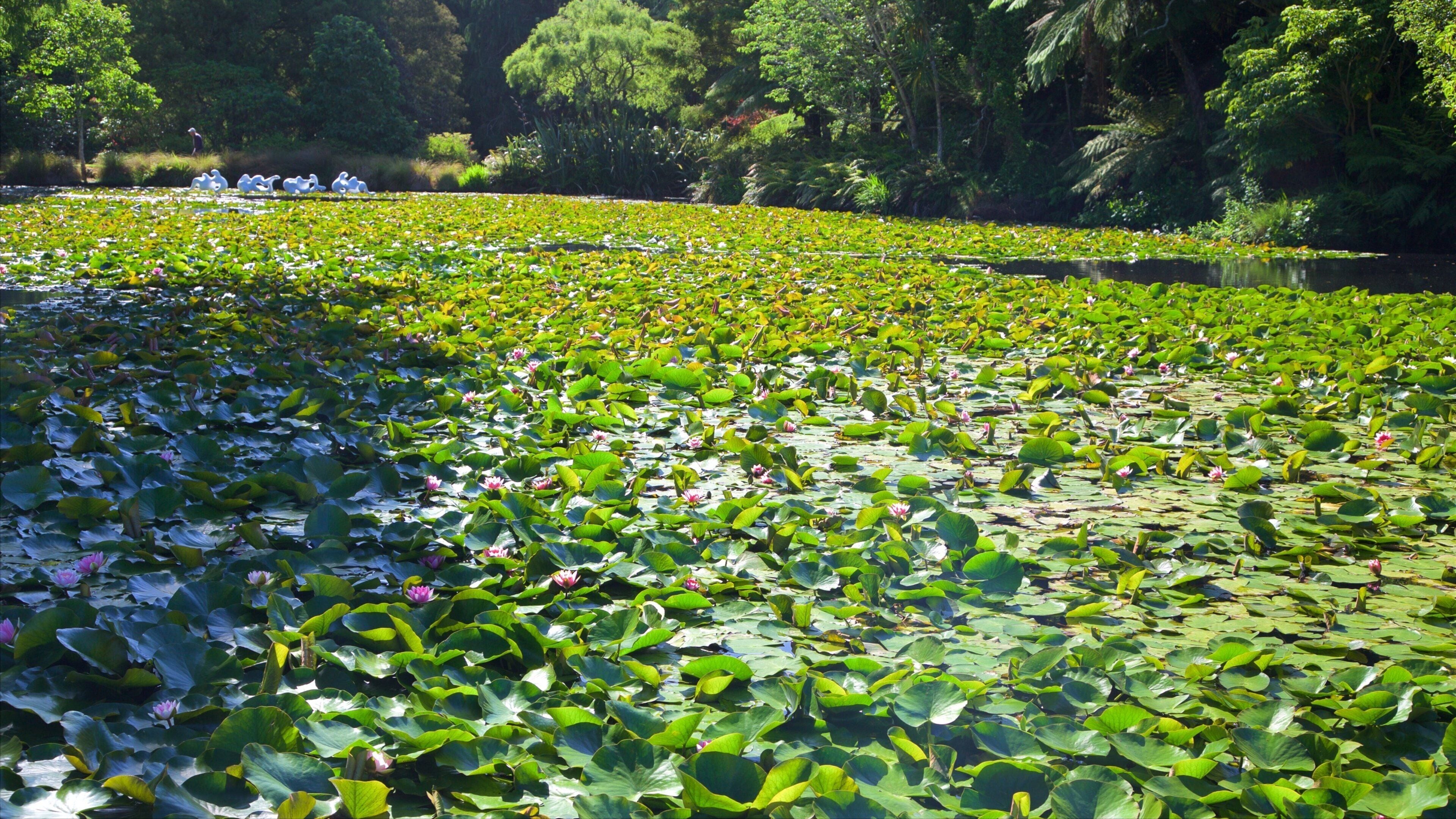Bowl of Brooklands que incluye un lago o laguna y un parque