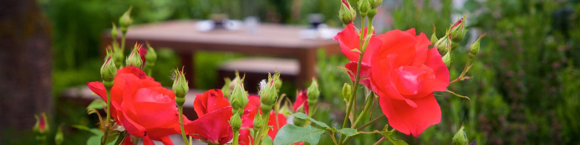 Geraldine featuring flowers