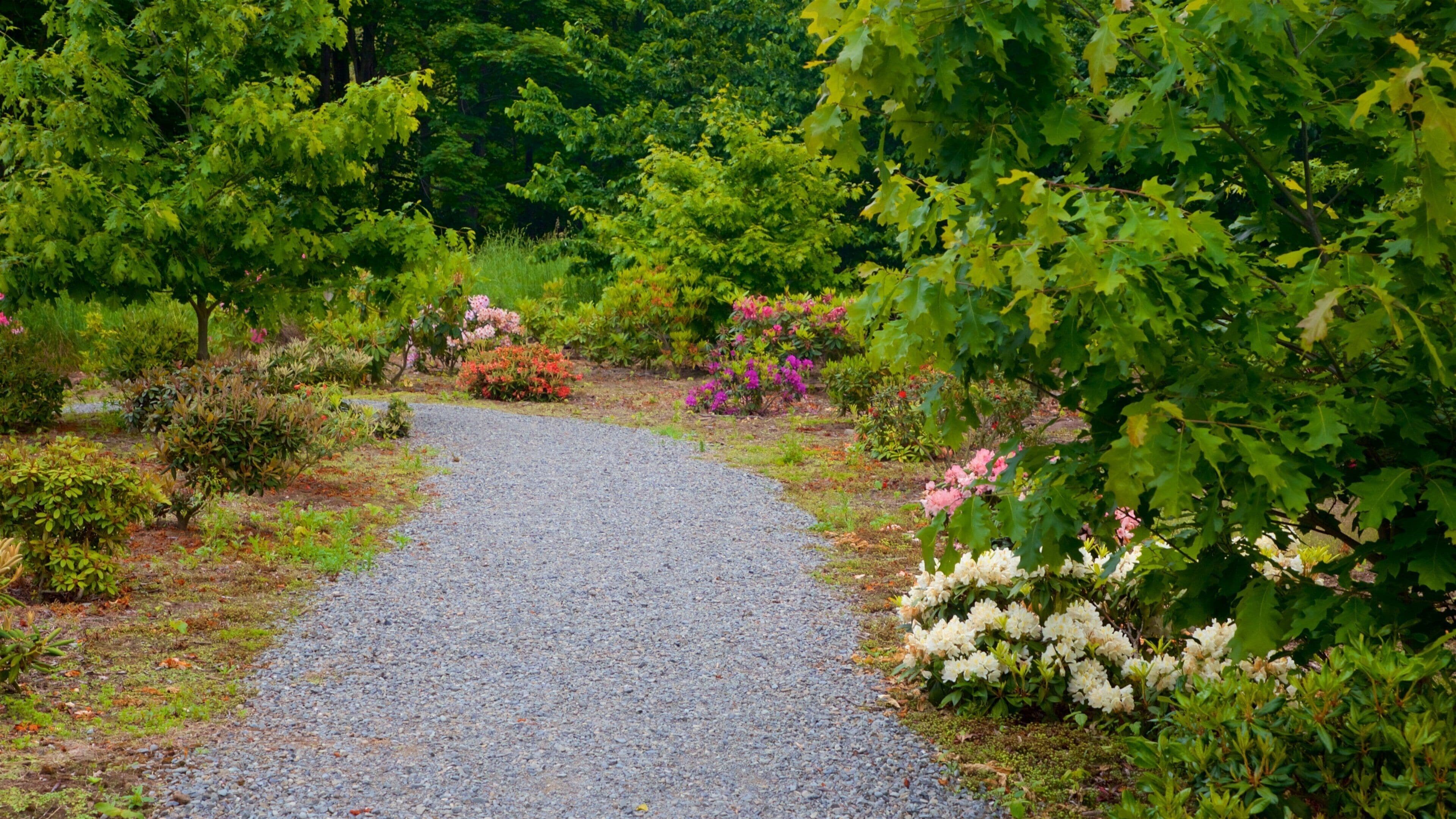 Geraldine mostrando un jardín y flores silvestres