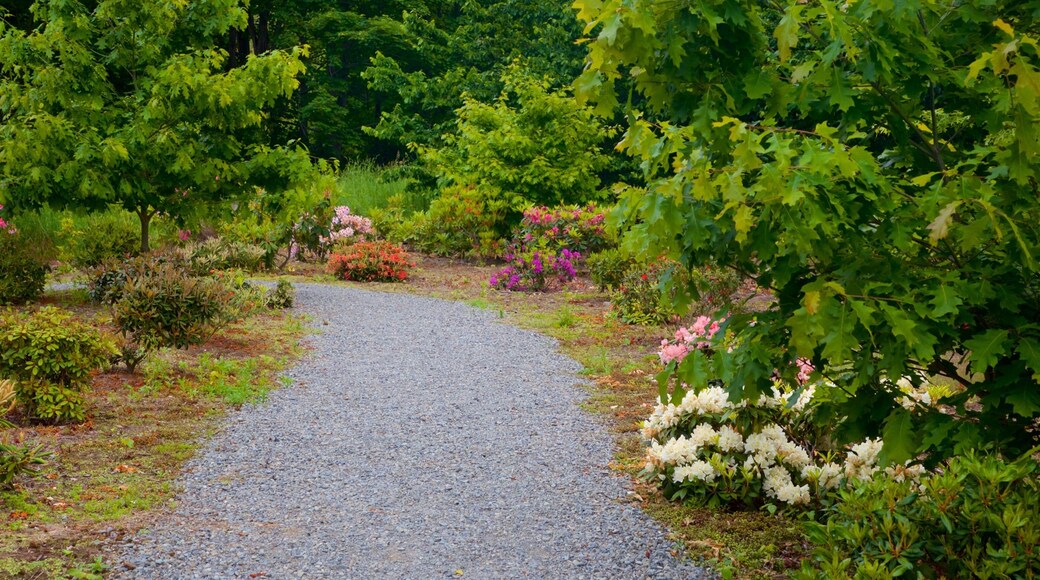 Geraldine mostrando un jardín y flores silvestres