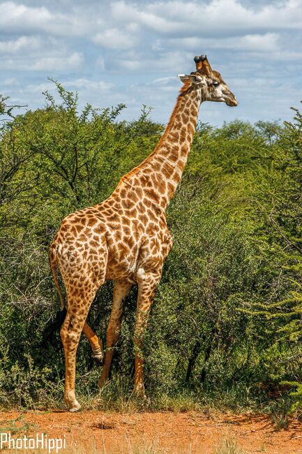 So big but so elegant, Dinokeng Game Reserve, South Africa. #Patterns