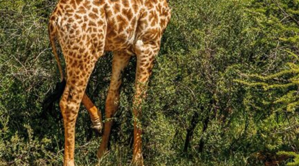 So big but so elegant, Dinokeng Game Reserve, South Africa. #Patterns