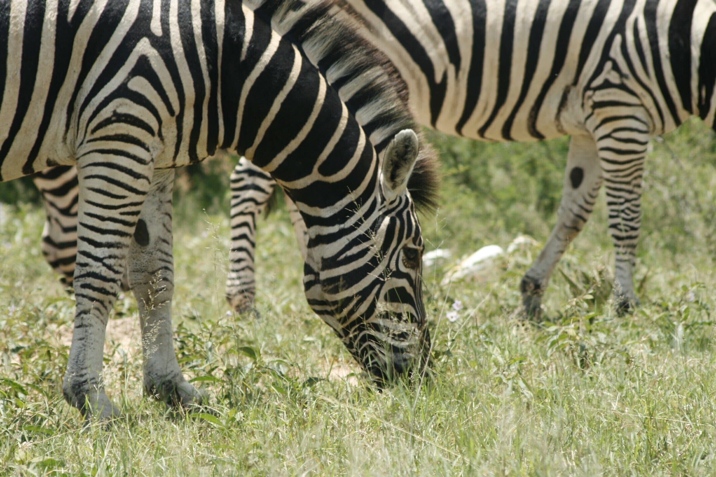 Pajama Lama - aka Zebra, out having breakfast. Interesting fact about zebra's are that their stripes act like an equine fingerprint - each individual’s pattern is unique. #Patterns