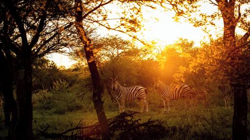 Game reserve close to South Africa's capital cities of Johannesburg & Pretoria.
Regular wildlife photography tours and workshops by Aperture Expeditions Africa