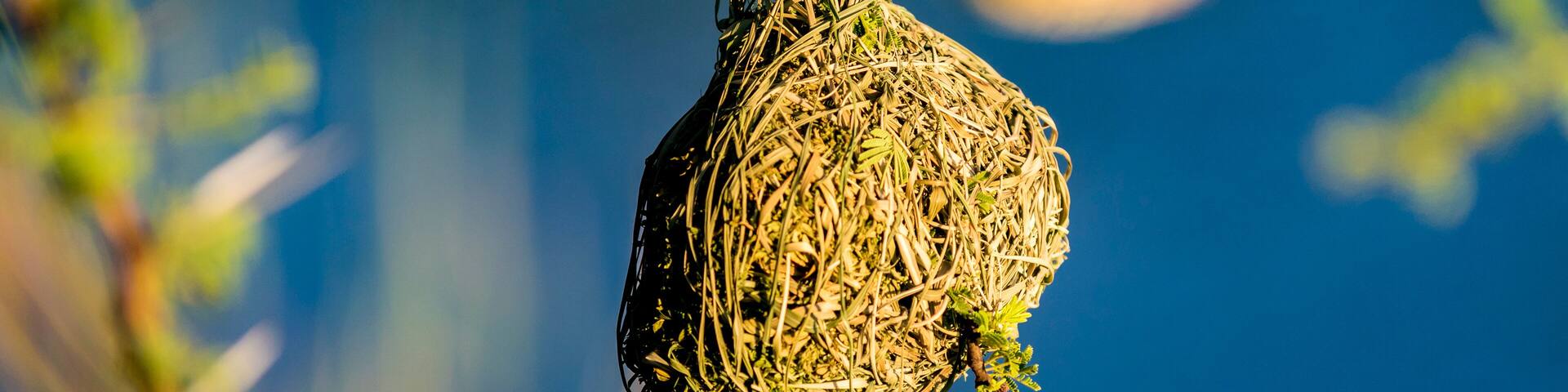 Maskerwever (Ploceus velatus) bouwt nest in Hammanskraal, Gauteng, Zuid-Afrika.