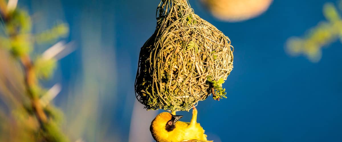 A bird's nest hanging from a branch with a yellow bird nearby.
