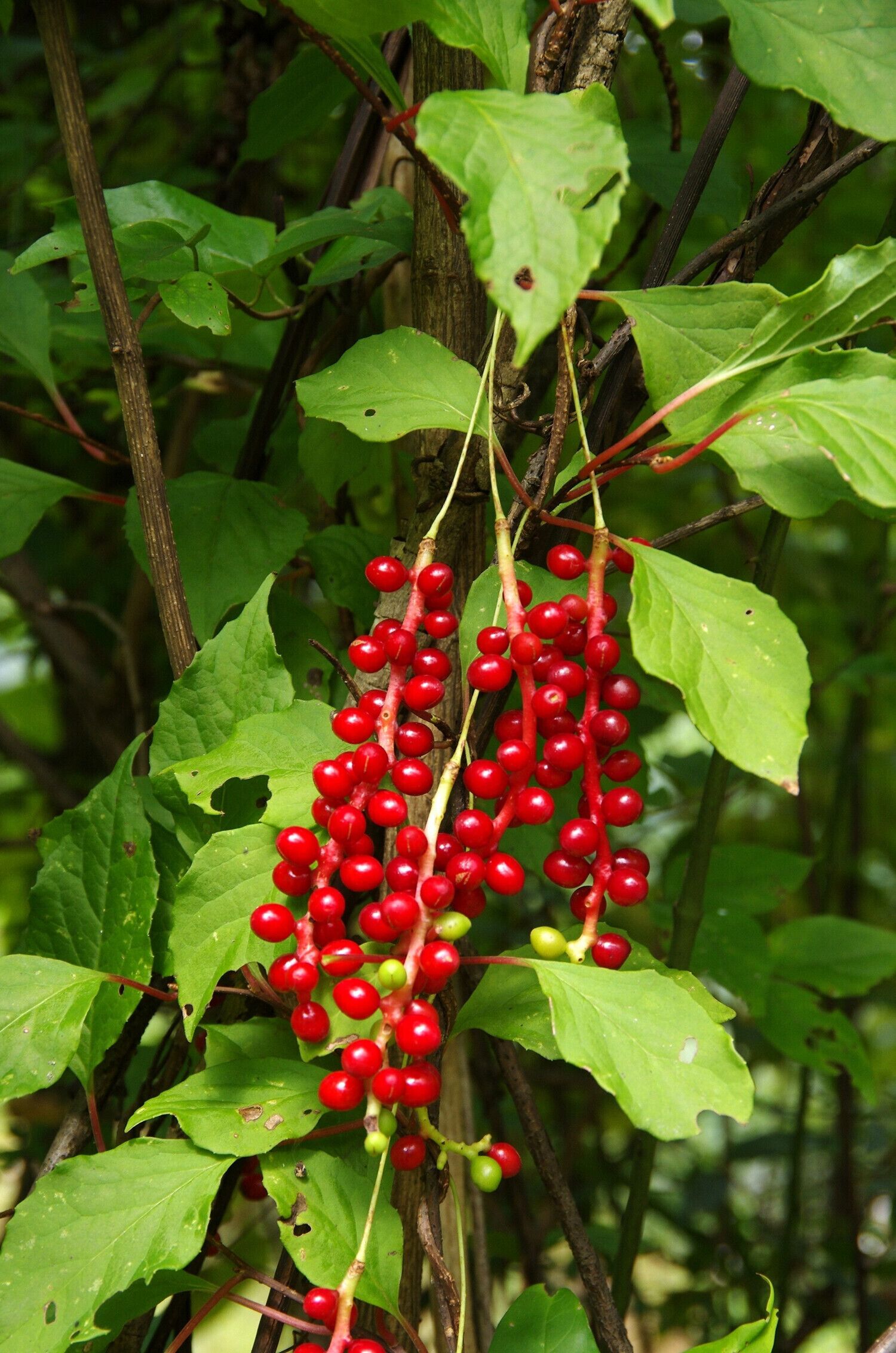 2016 The World Heritage List,Natural site—— Hubei #Shennongjia (China).
#湖北神农架. 

http://whc.unesco.org/en/list/1509/