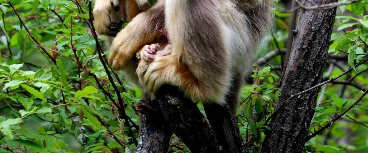 The Golden or Snub-nosed Monkey ( #金丝猴 )in the Hubei #Shennongjia forests,China.
http://whc.unesco.org/en/list/1509/