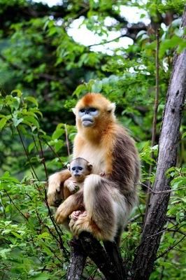 The Golden or Snub-nosed Monkey ( #金丝猴 )in the Hubei #Shennongjia forests,China.
http://whc.unesco.org/en/list/1509/