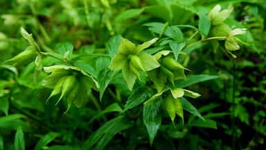 2016 The World Heritage List,Natural site—— Hubei #Shennongjia (China).
#湖北神农架.
http://whc.unesco.org/en/list/1509/