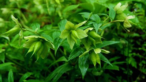 2016 The World Heritage List,Natural site—— Hubei #Shennongjia (China).
#湖北神农架.
http://whc.unesco.org/en/list/1509/