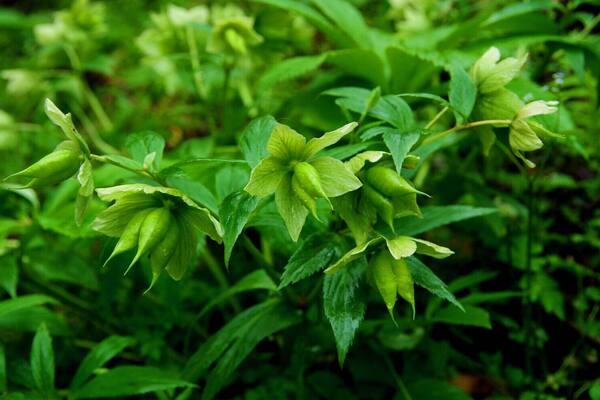 2016 The World Heritage List,Natural site—— Hubei #Shennongjia (China).
#湖北神农架.
http://whc.unesco.org/en/list/1509/