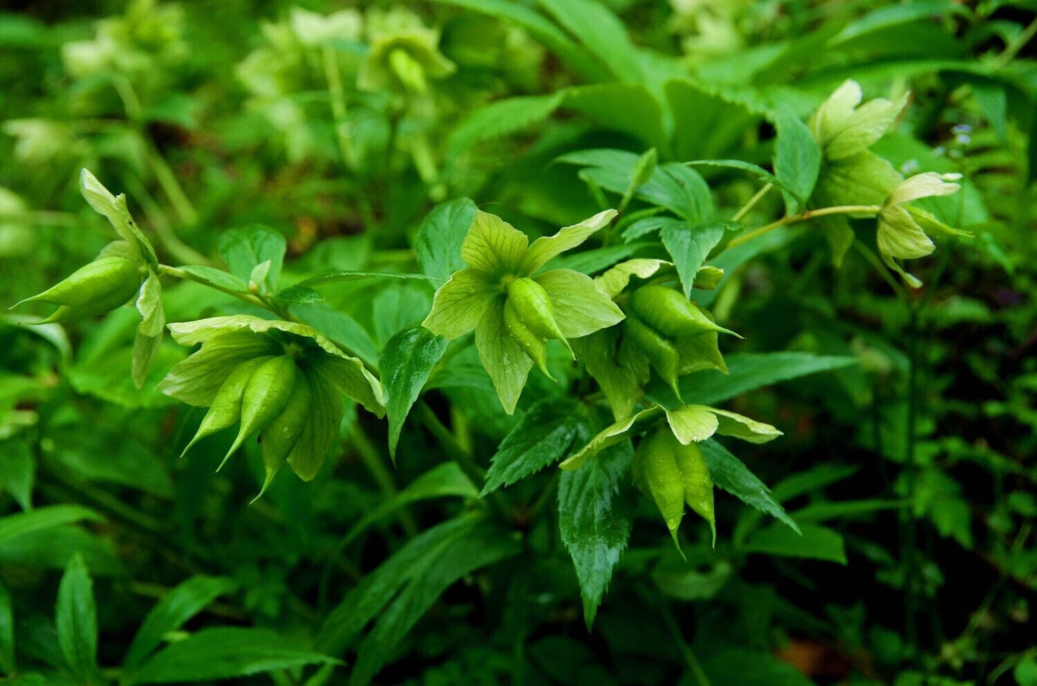 A cluster of green bell-shaped flowers with elongated petals and a central structure, surrounded by lush green foliage.