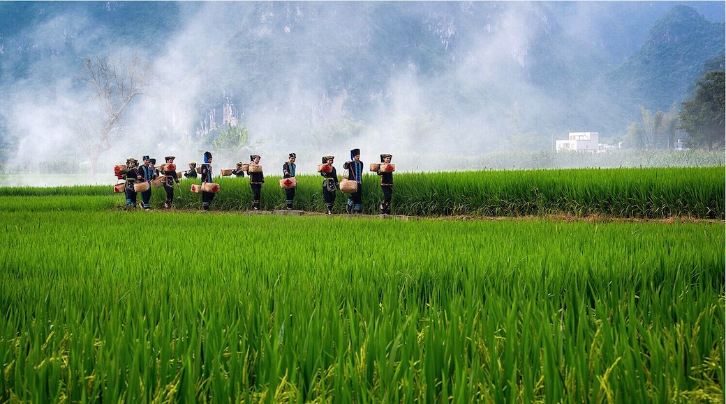 The harvest of #ZhiTianjiao (or Red Cluster Pepper), it is a famous specialty in Guangxi,and is one kind hottest pepper under Tiandeng specific soil and climatic. #天等指天椒.
https://twitter.com/Beautifulgx