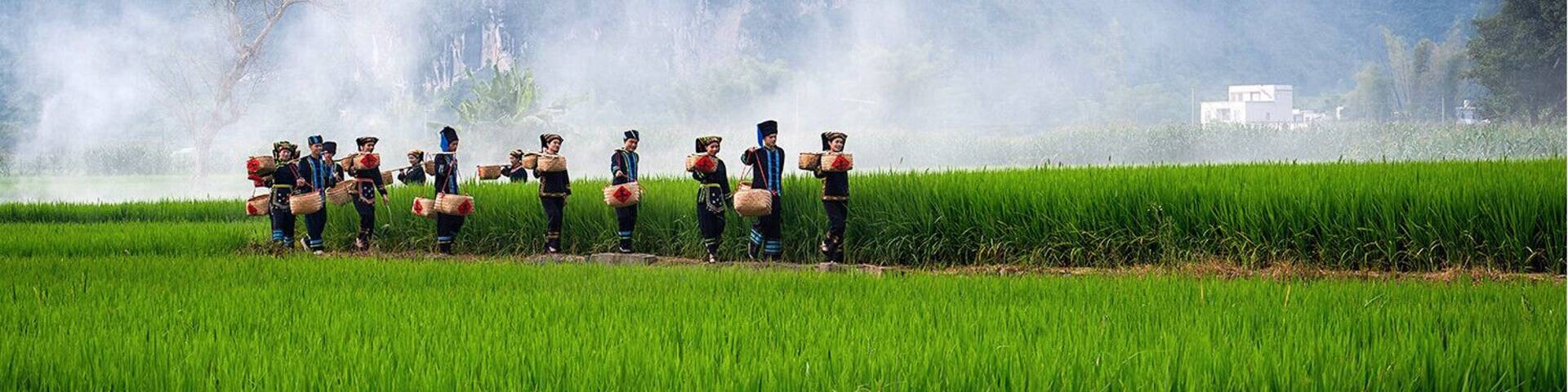 The harvest of #ZhiTianjiao (or Red Cluster Pepper), it is a famous specialty in Guangxi,and is one kind hottest pepper under Tiandeng specific soil and climatic. #天等指天椒.
https://twitter.com/Beautifulgx