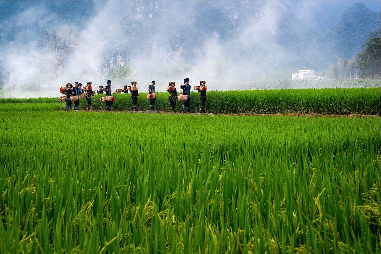 A group of people in traditional attire standing in a rice field with a misty background.