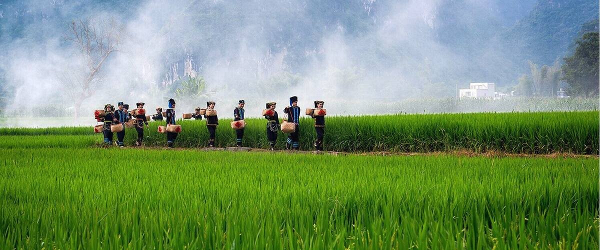 A group of people in traditional attire standing in a rice field with a misty background.