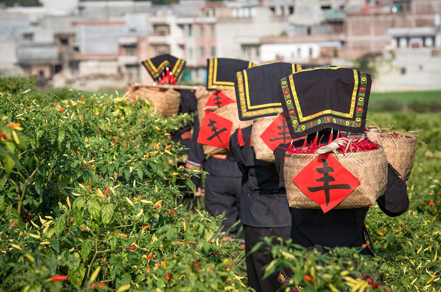 The harvest of #ZhiTianjiao (or Red Cluster Pepper), it is a famous specialty in Guangxi,and is one kind hottest  pepper under Tiandeng specific soil and climatic. #天等指天椒.

https://twitter.com/Beautifulgx