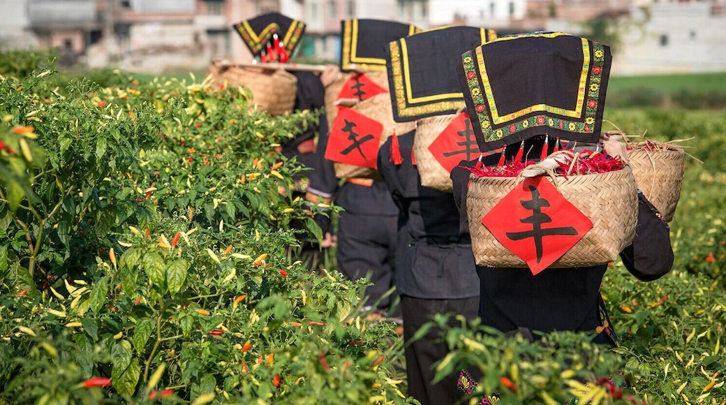 The harvest of #ZhiTianjiao (or Red Cluster Pepper), it is a famous specialty in Guangxi,and is one kind hottest pepper under Tiandeng specific soil and climatic. #天等指天椒.
https://twitter.com/Beautifulgx