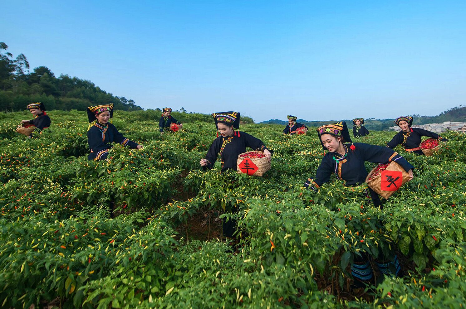 The harvest of #ZhiTianjiao (or Red Cluster Pepper), it is a famous specialty in Guangxi,and is one kind hottest  pepper under Tiandeng specific soil and climatic. #天等指天椒.

https://twitter.com/Beautifulgx