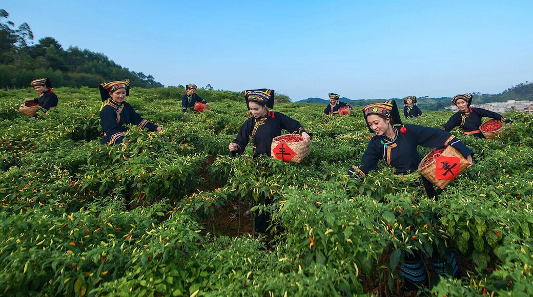 The harvest of #ZhiTianjiao (or Red Cluster Pepper), it is a famous specialty in Guangxi,and is one kind hottest pepper under Tiandeng specific soil and climatic. #天等指天椒.
https://twitter.com/Beautifulgx