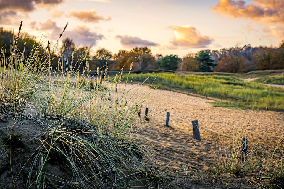 A sandy beach with tall grass in the foreground and trees in the background.