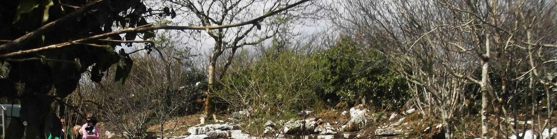 A ramble in the grounds of the #BurrenPerfumery #Burren #Clare #Ireland #Spring #Green #LifeAtExpedia