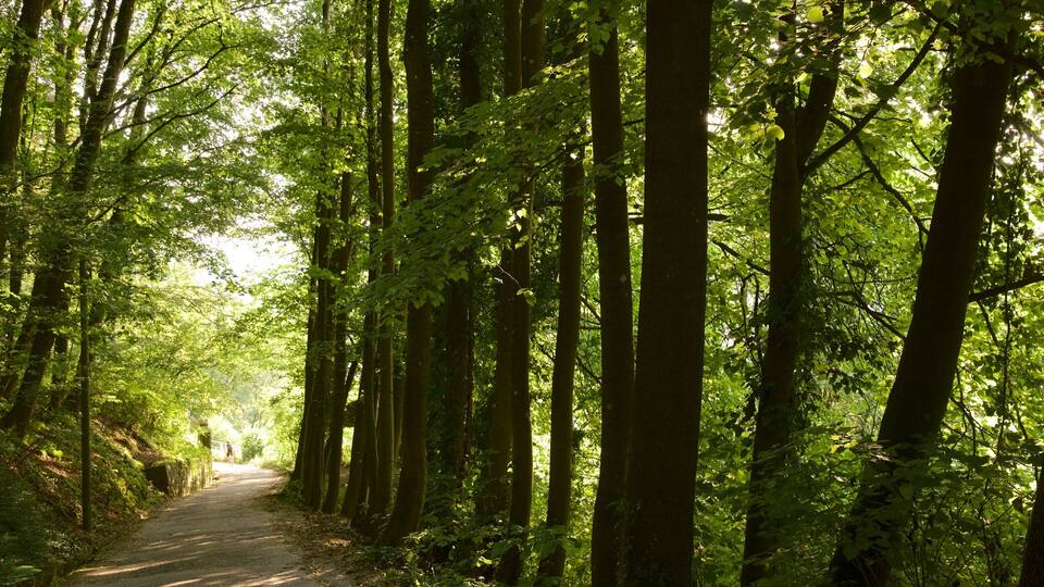 A forest path surrounded by tall trees with sunlight filtering through the leaves.