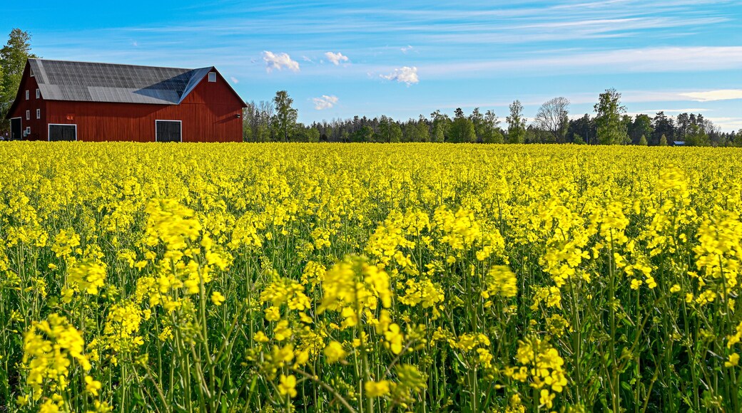 red barn near rapeseed field in Sweden