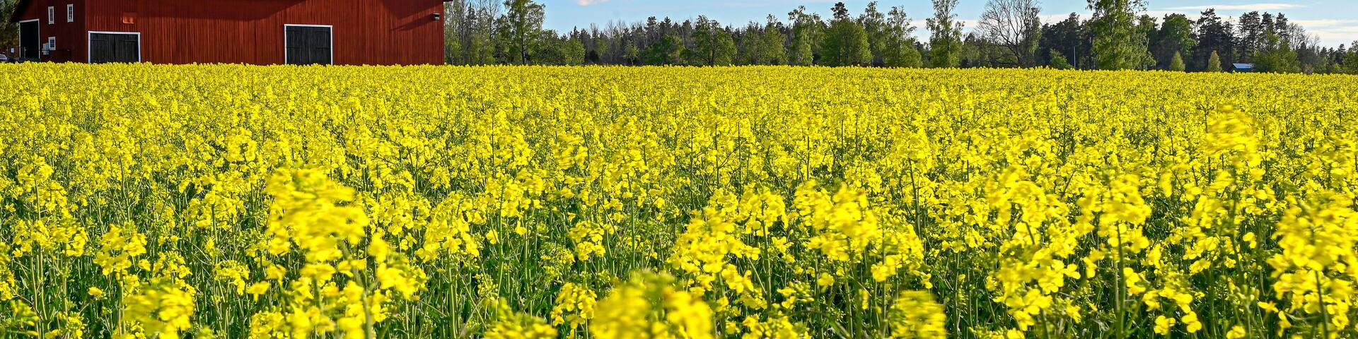 red barn near rapeseed field in Sweden