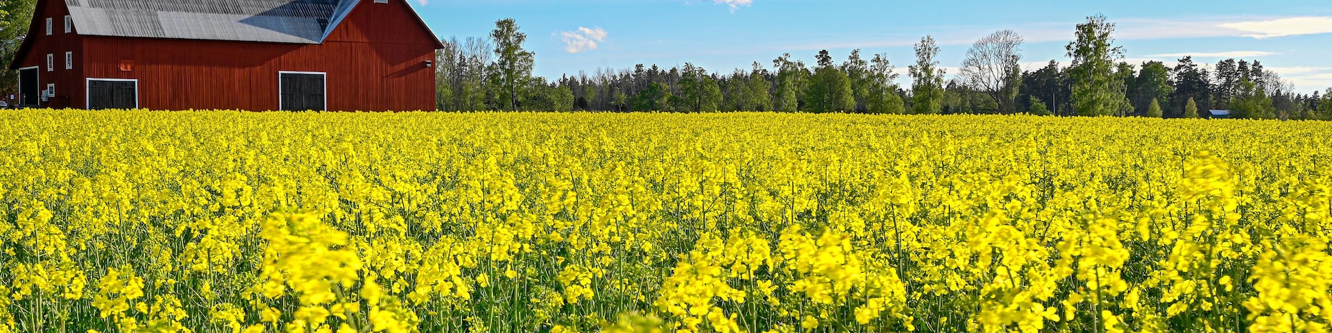 red barn near rapeseed field in Sweden