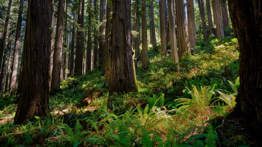 Sloping hillside in Jedediah Smith Redwoods State Park, CA