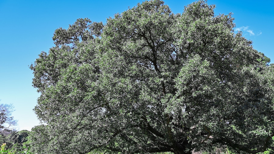 tree in royal botany garden