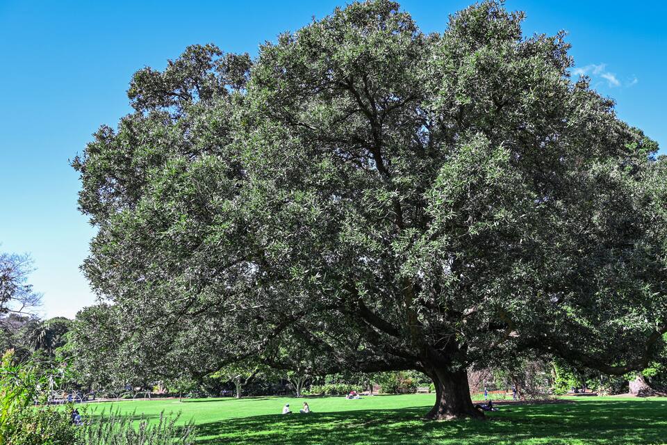 Un gran árbol en un parque con césped verde y un cielo azul despejado.