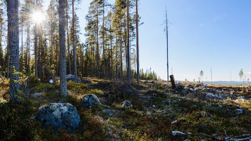 Cut forest, Orsa, Dalarna, Sweden