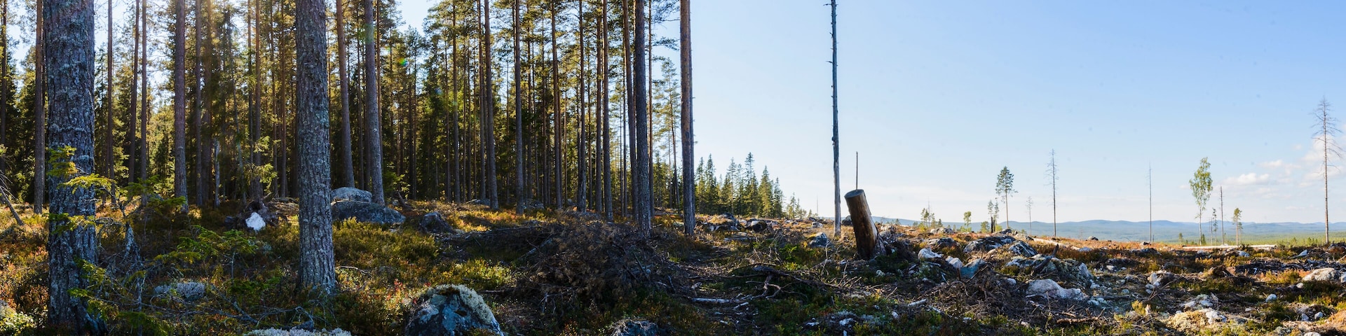 A forest with tall trees, sunlight filtering through, and a rocky terrain.