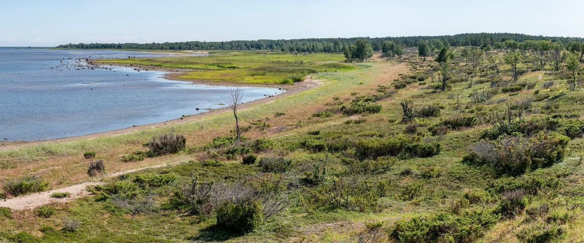 A coastal landscape with a sandy beach, dense forest, and a clear sky.