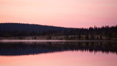 Forest reflecting in lake