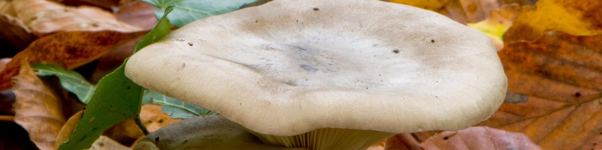 Clitocybe nebuleux ( Lepista nebularis )