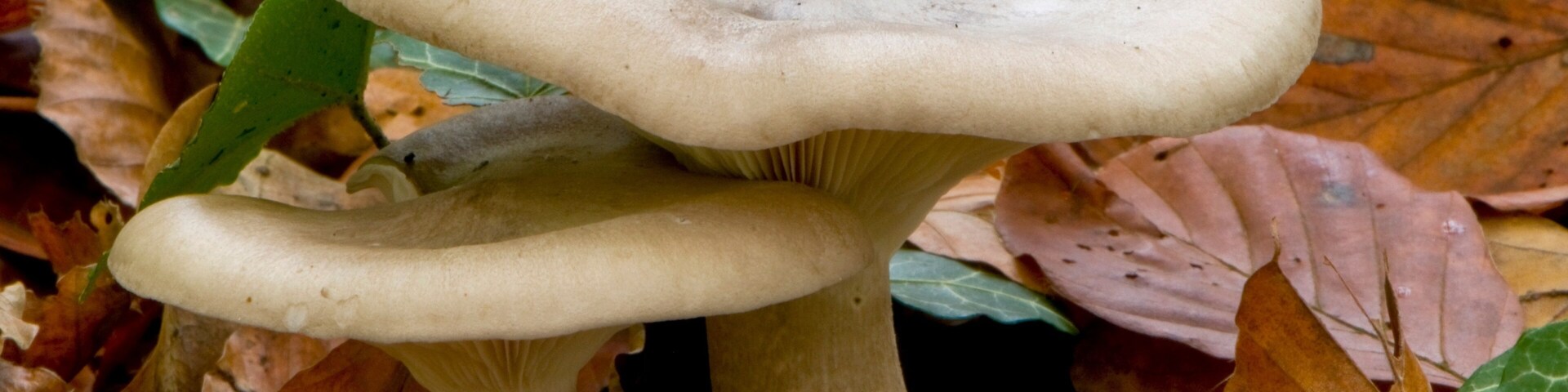 Clitocybe nebuleux ( Lepista nebularis )