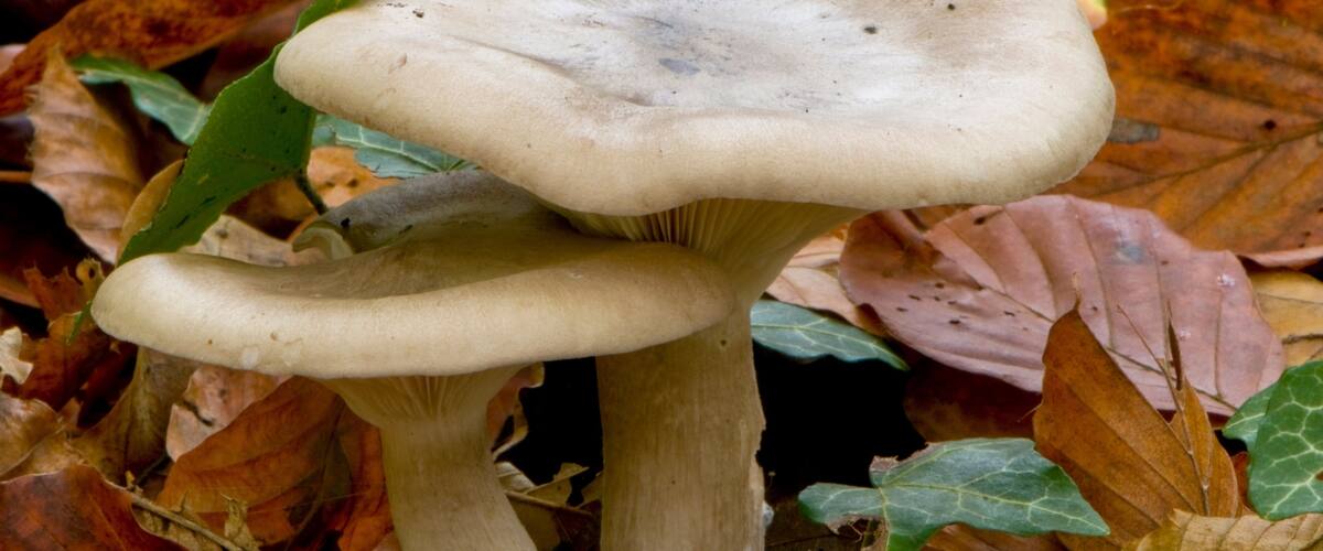 A cluster of mushrooms with white caps and light brown stems, surrounded by autumn leaves.