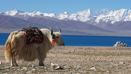 Un yak, portant une selle colorée, se tient dans un paysage rocheux, avec un lac et des montagnes enneigées en arrière-plan.