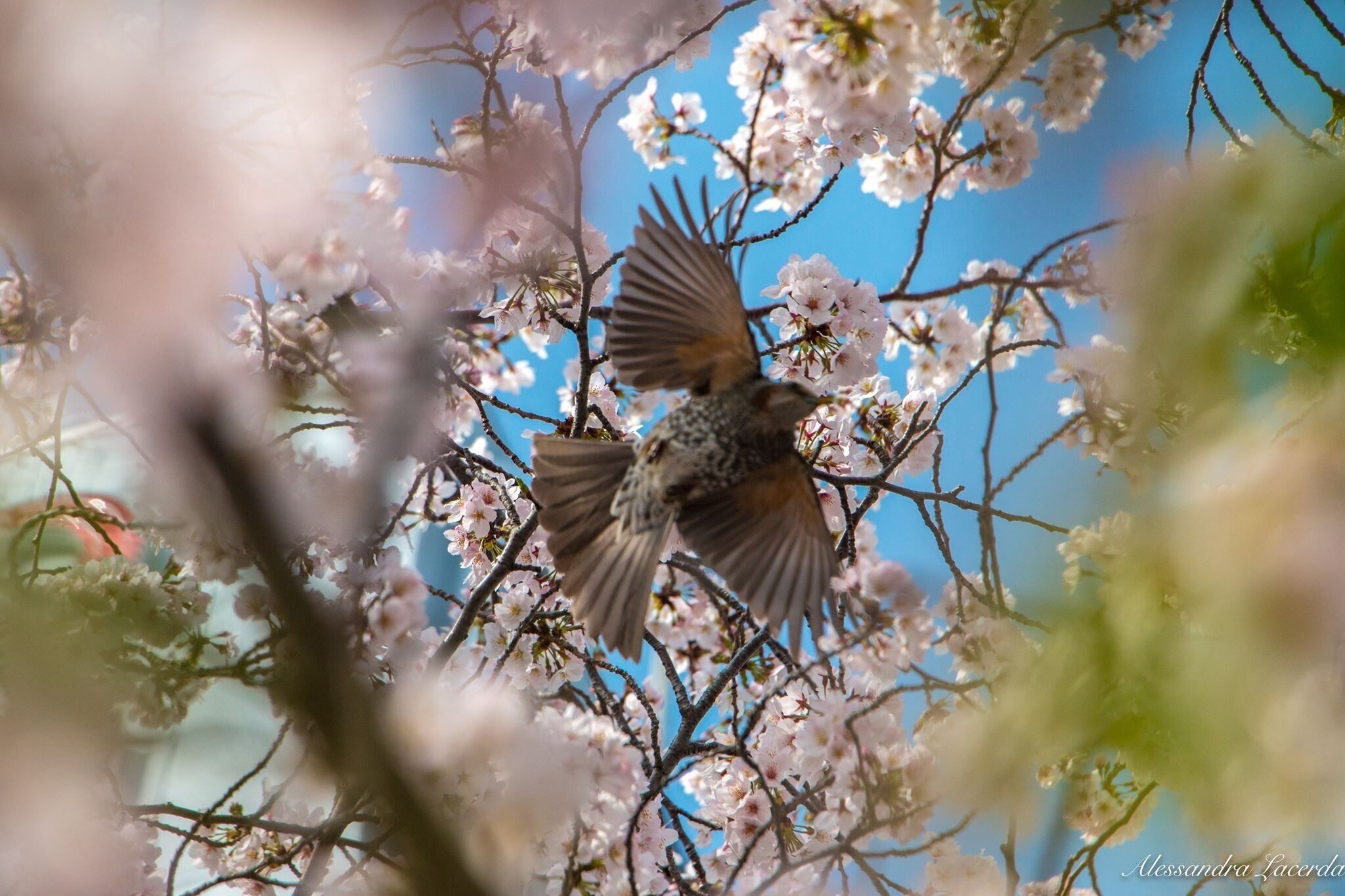 Sakura 🌸🎌🐦
#birdsofafeather#