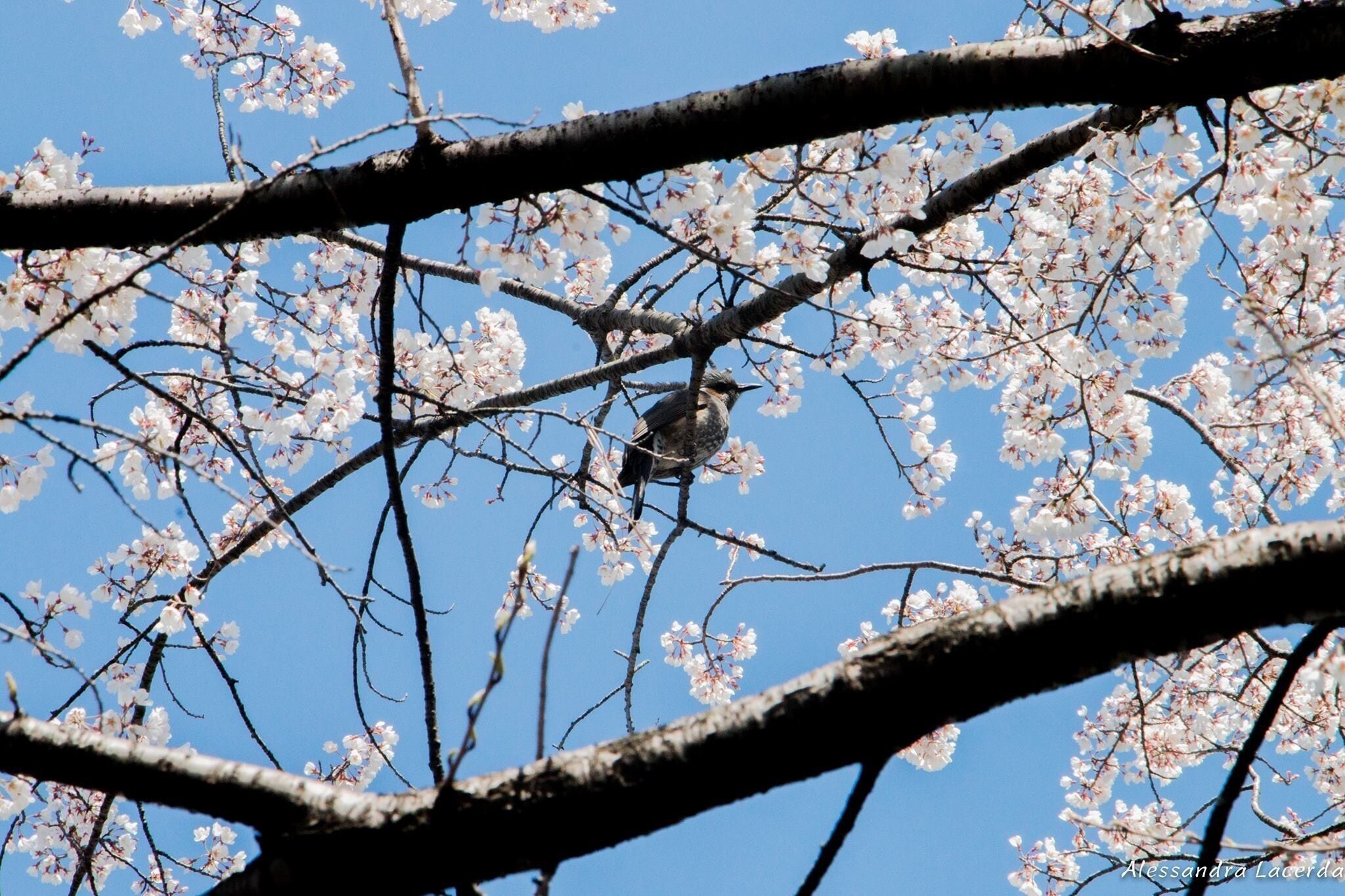 #spring
Sakura flower 🌸🎌