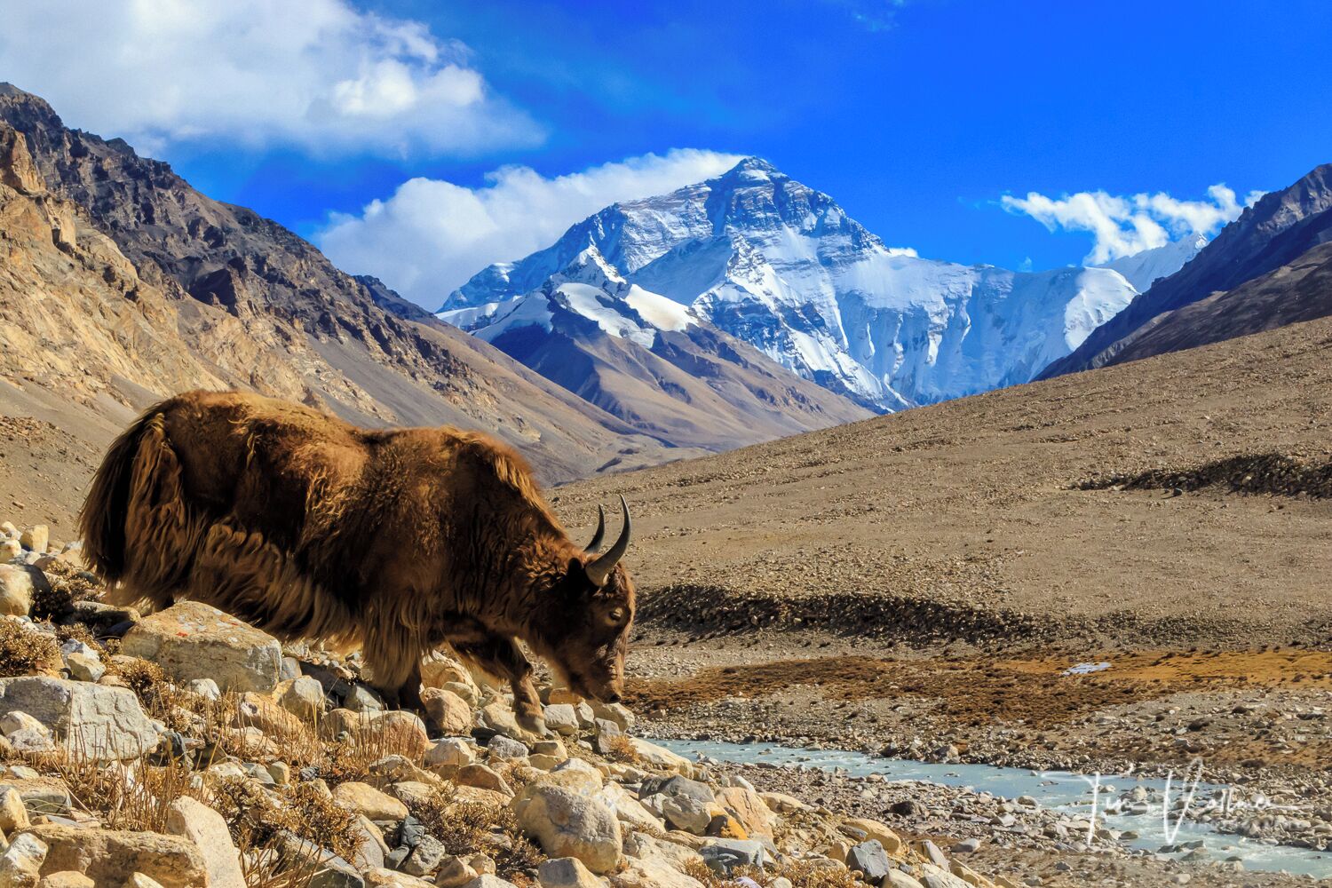 Un yak pastando en terreno rocoso, con una montaña nevada al fondo.