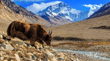 Un yak pastando en terreno rocoso, con una montaña nevada al fondo.