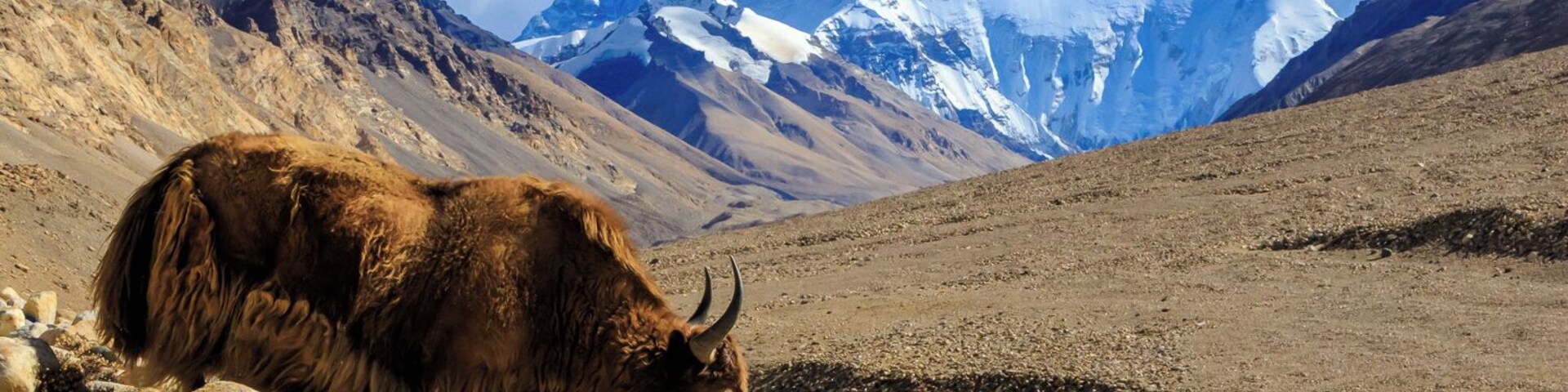 Un yak pastando en terreno rocoso, con una montaña nevada al fondo.
