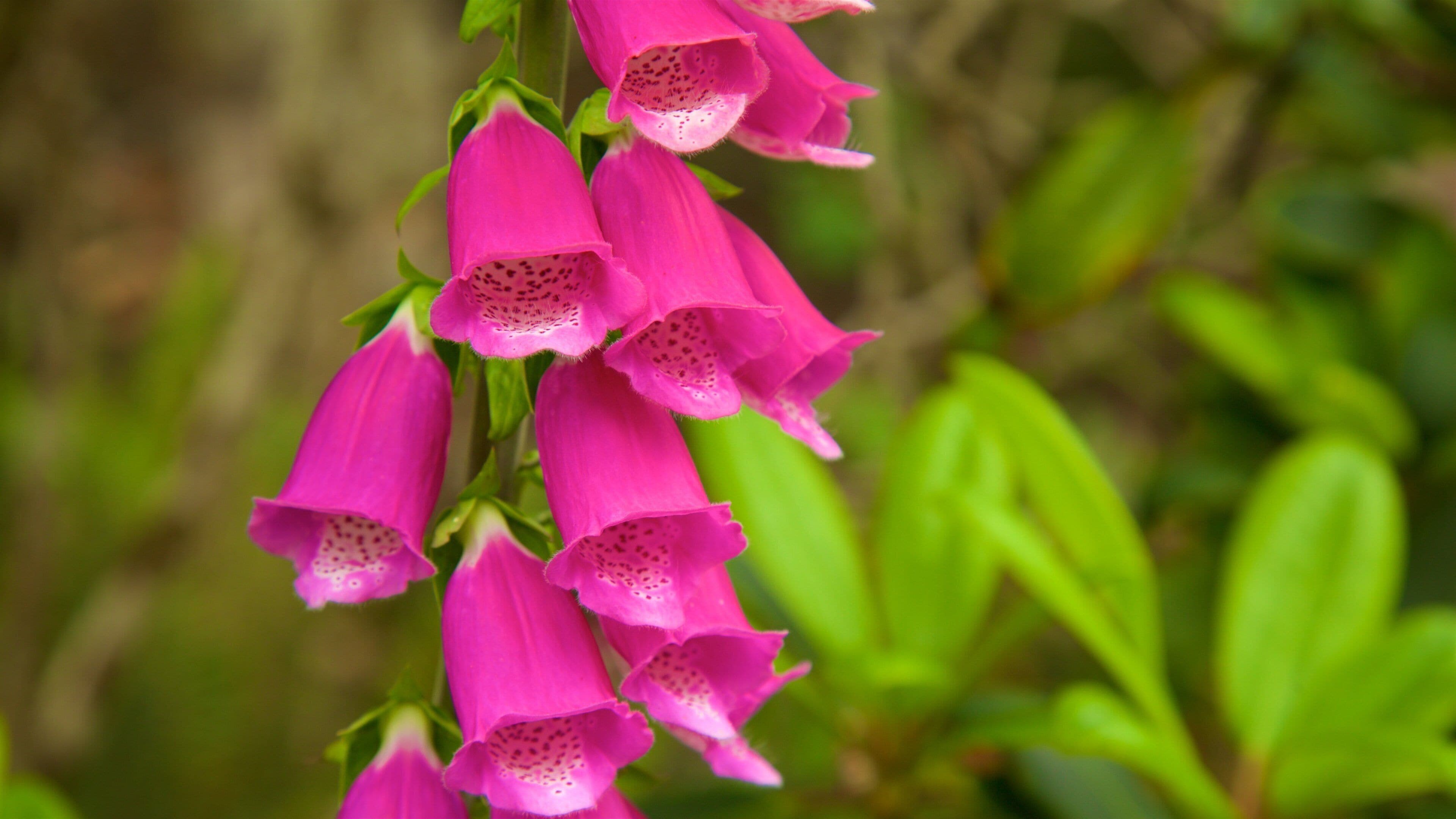 Mendocino Coast Botanical Gardens das einen Wildblumen