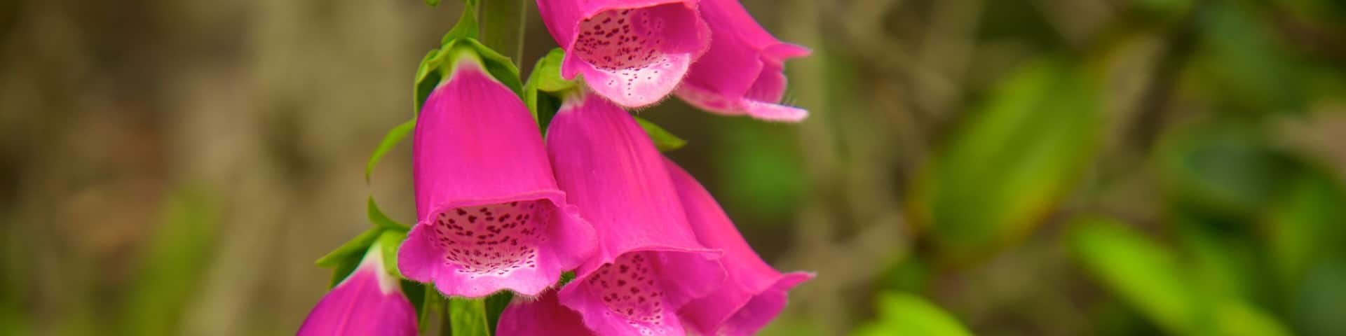 North Coast California