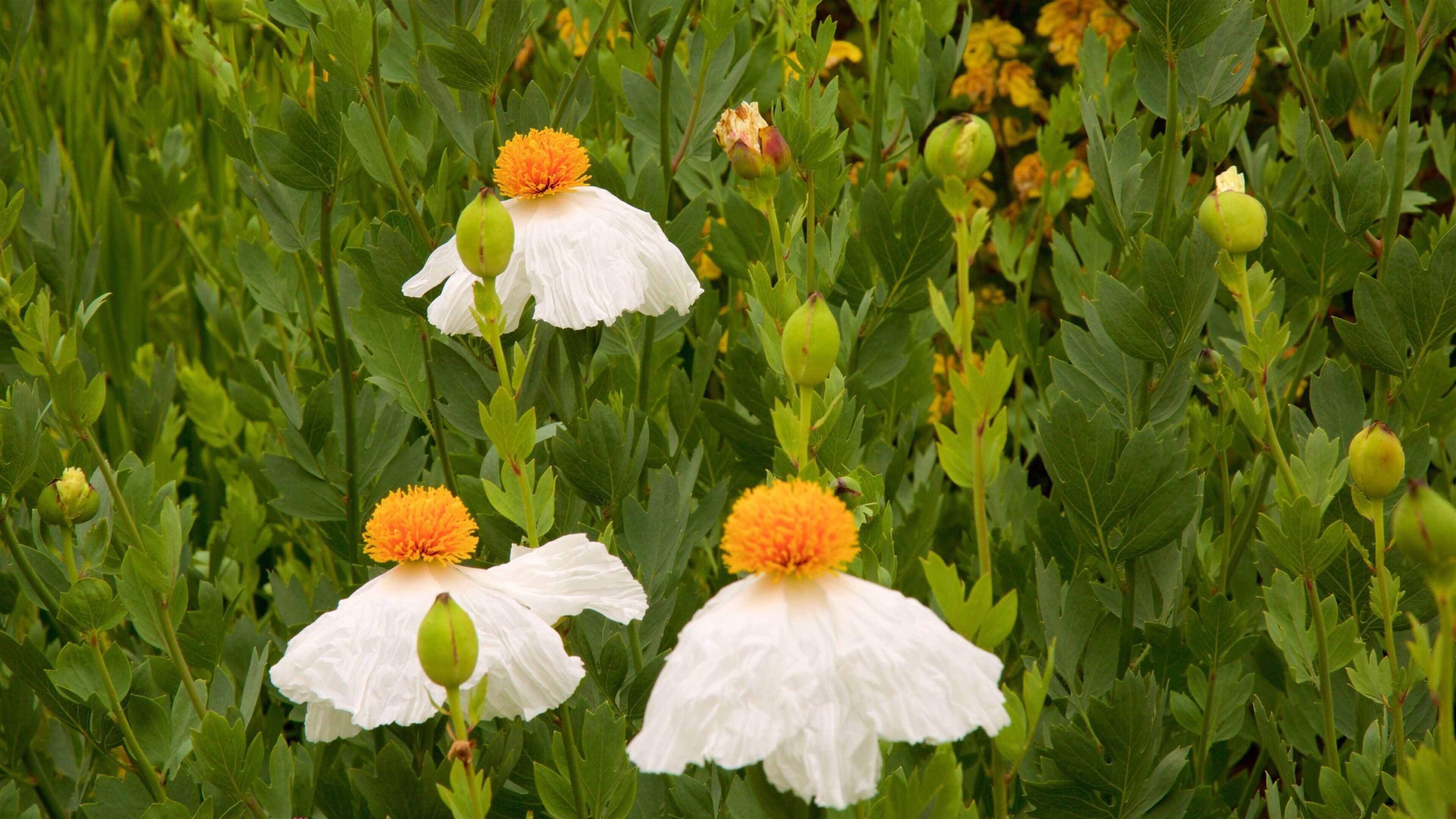 Mendocino Coast Botanical Gardens showing wild flowers